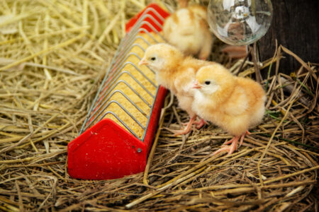 Ep. 143 Prepare to Care for Baby Chicks Image